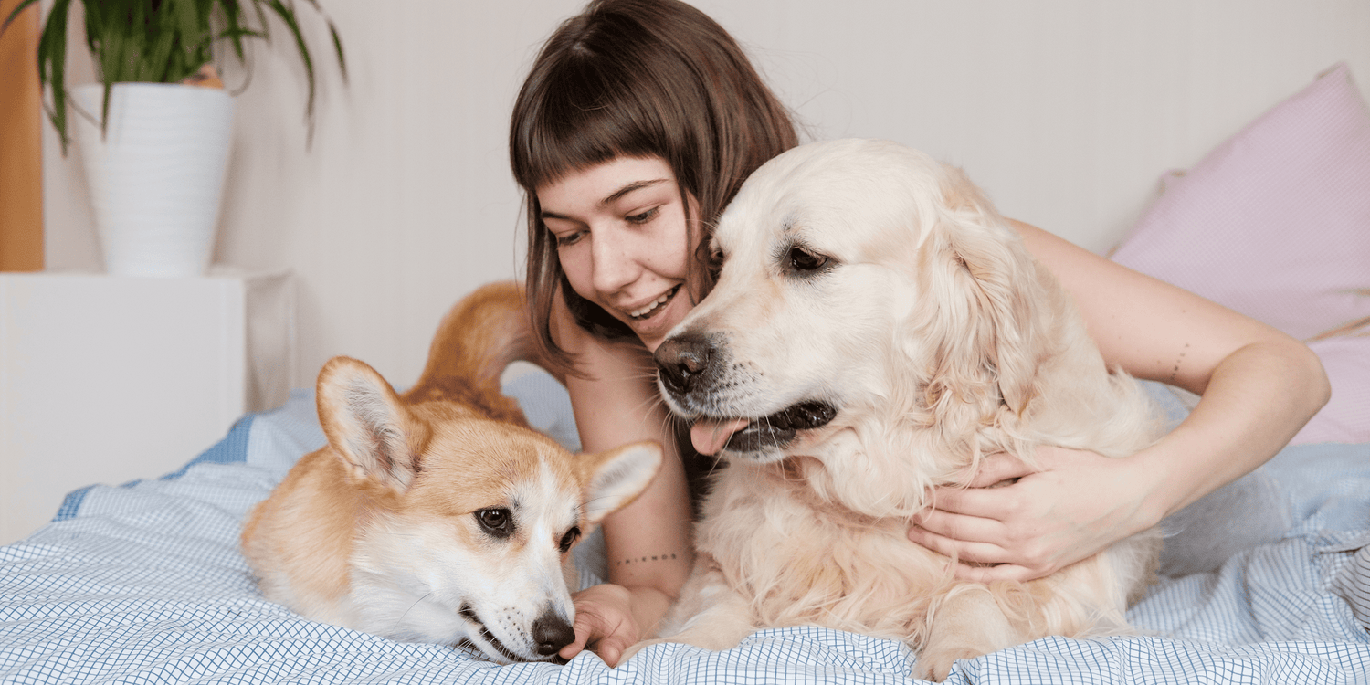 Accessoires pour chiens