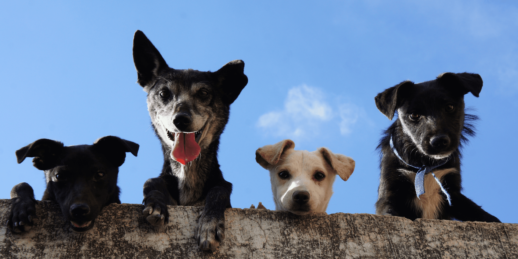 Image produit - Banner-2