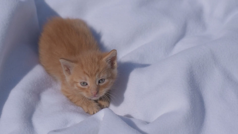 Charger la vidéo : 